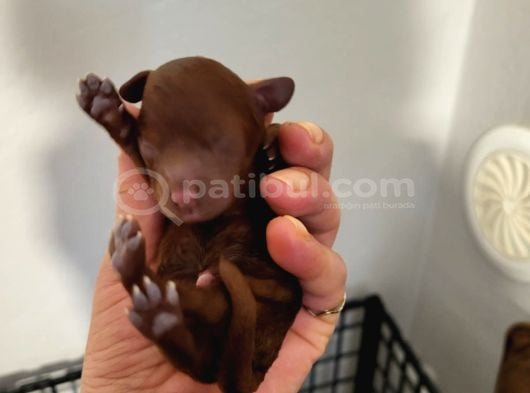 Koyu Renk Toy Poodle Bebekler