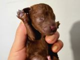 Koyu Renk Toy Poodle Bebekler