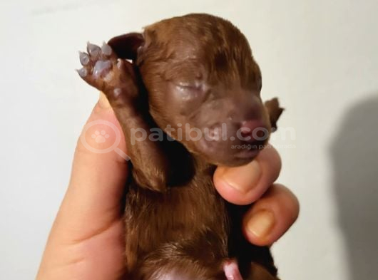 Koyu Renk Toy Poodle Bebekler görsel