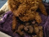 Koyu Renk Toy Poodle Bebekler