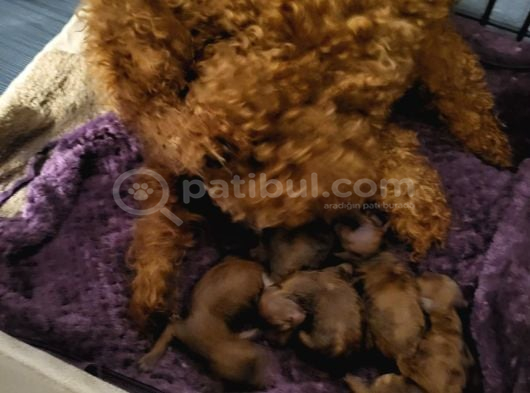 Koyu Renk Toy Poodle Bebekler görsel