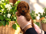 Red Browne Kore Toy Poodle Bebekleri̇mi̇z