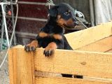 Üst Sevi̇ye Doberman Yavrulari