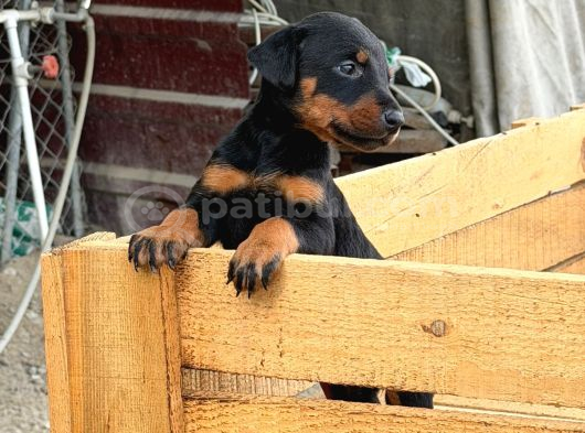 Üst Sevi̇ye Doberman Yavrulari görsel