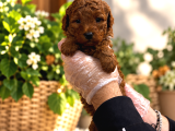 Red Browne Kore Toy Poodle Bebekleri̇mi̇z