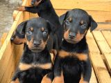 ÜST SEVİYE DOBERMAN YAVRULARI