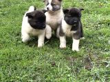 Safkan Amerikan Akita yavrular