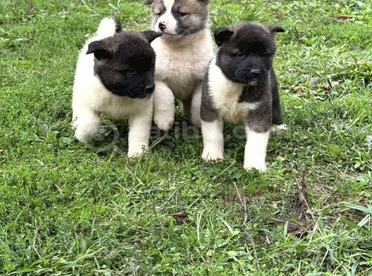 Safkan Amerikan Akita yavrular