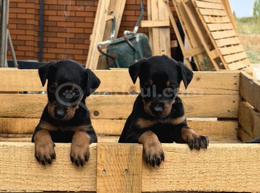 Üst Sevi̇ye Doberman Yavrulari görsel