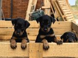 Üst Sevi̇ye Doberman Yavrulari