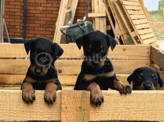 Üst Sevi̇ye Doberman Yavrulari görsel