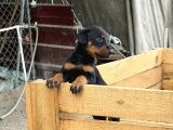 Üst Sevi̇ye Doberman Yavrulari