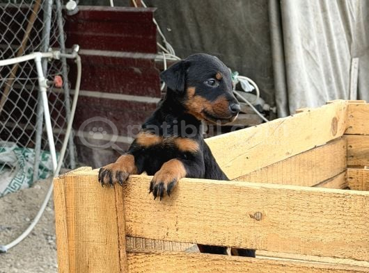 Üst Sevi̇ye Doberman Yavrulari görsel