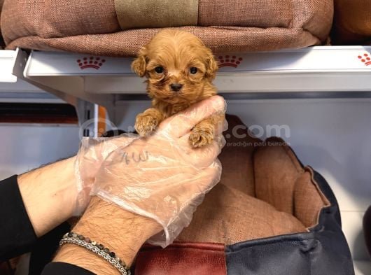 Gerçek Tea Cup Malti̇poo Bebekleri̇mi̇z görsel