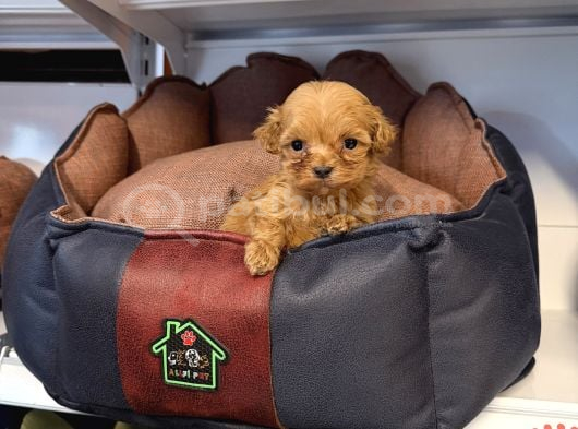 GERÇEK TEA CUP MALTİPOO BEBEKLERİMİZ