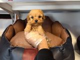 Gerçek Tea Cup Malti̇poo Bebekleri̇mi̇z