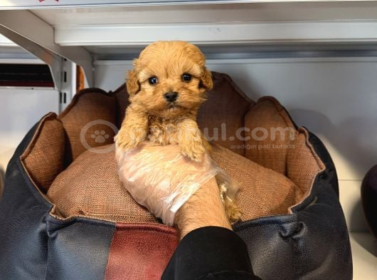 Gerçek Tea Cup Malti̇poo Bebekleri̇mi̇z görsel