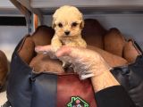 Gerçek Tea Cup Malti̇poo Bebekleri̇mi̇z