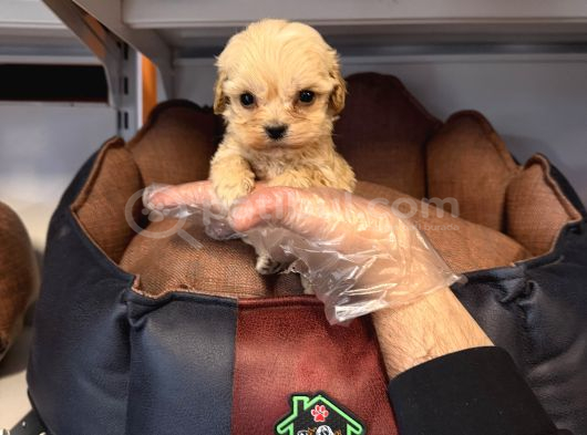 Gerçek Tea Cup Malti̇poo Bebekleri̇mi̇z görsel