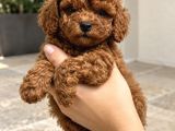 Sevimli ve Oyuncu Poodle Yavrular