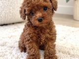 Baby Face Poodle Yavrularımız