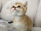 Mavi Göz Golden British Shorthair Türünün En Nadiri