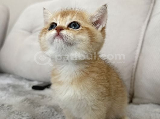 Mavi Göz Golden British Shorthair Türünün En Nadiri görsel