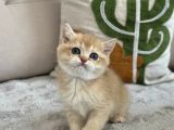 Mavi Göz Golden British Shorthair Türünün En Nadiri