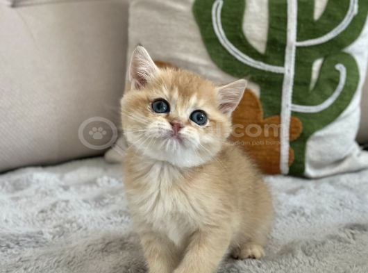 Mavi Göz Golden British Shorthair Türünün En Nadiri görsel