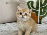 Mavi Göz Golden British Shorthair Türünün En Nadiri