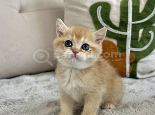 Mavi Göz Golden British Shorthair Türünün En Nadiri