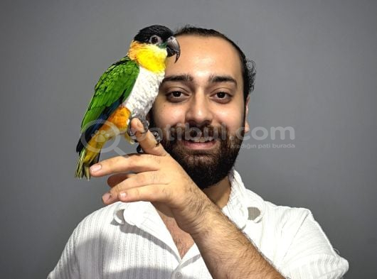 Oyuncu Caique Papağanı Full Eğitimli Evcil görsel