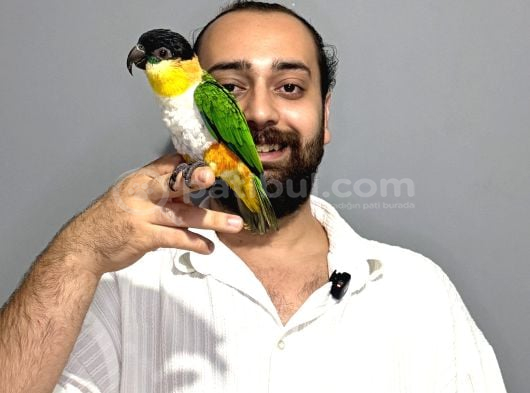 Oyuncu Caique papağanı Full eğitimli evcil
