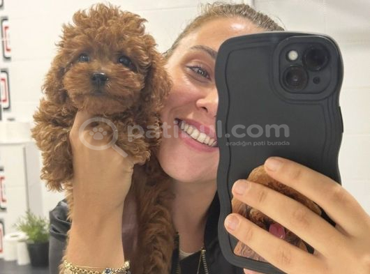 Ev doğumu poodle bebişler