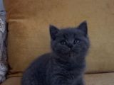 Orjinal British Shorthair Yavrularımız