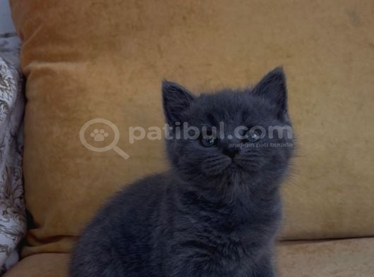 Orjinal British Shorthair Yavrularımız