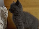 Orjinal British Shorthair Yavrularımız