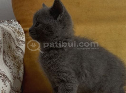 Orjinal British Shorthair Yavrularımız görsel