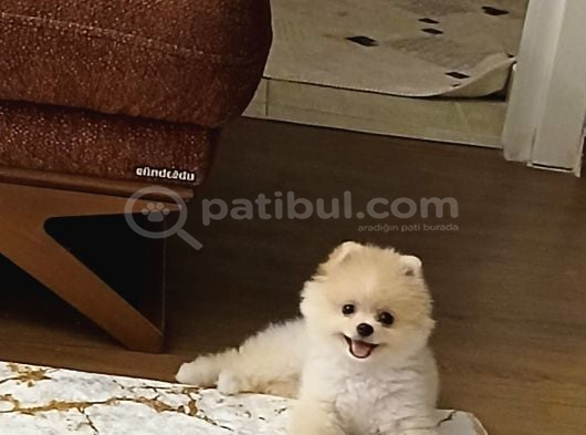 Pomeranian boo dişi