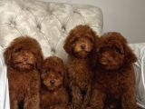Red Brown Aşili Poodle Yavrularimiz