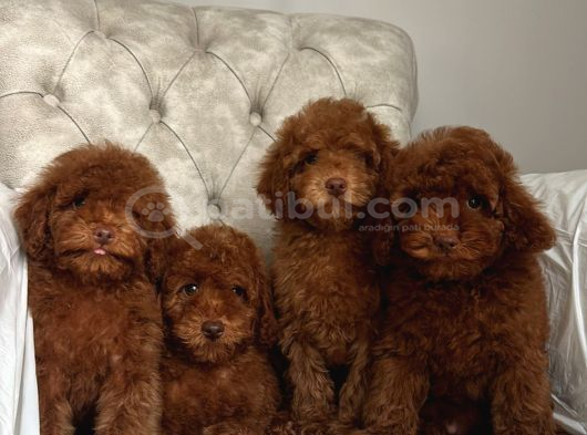 Red Brown Aşili Poodle Yavrularimiz görsel