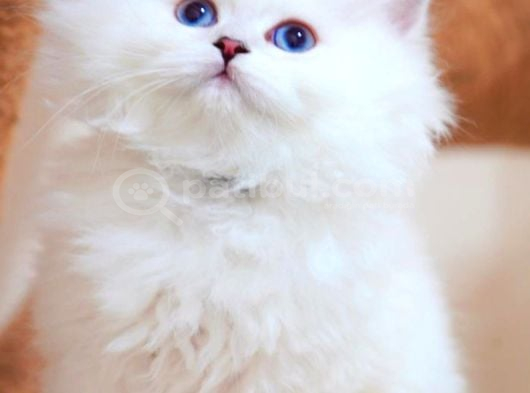 İpeksi Tüylü Silver British Longhair görsel