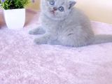Masum Bebek Lilac British Shorthair