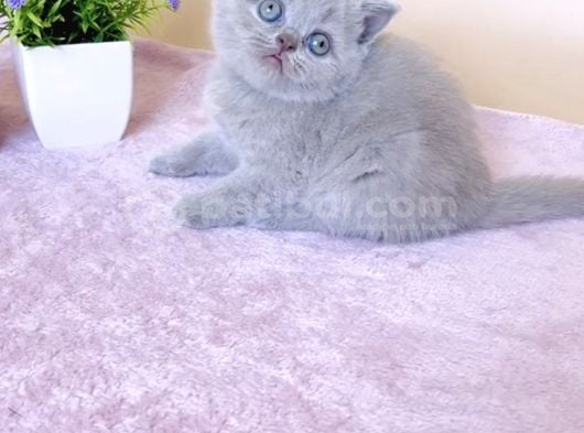 Masum Bebek Lilac British Shorthair görsel