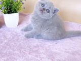 Masum Bebek Lilac British Shorthair