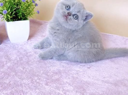 Masum Bebek Lilac British Shorthair görsel