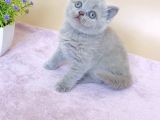 Masum Bebek Lilac British Shorthair