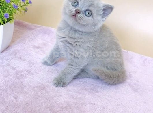 Masum Bebek Lilac British Shorthair