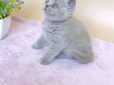 Masum Bebek Lilac British Shorthair