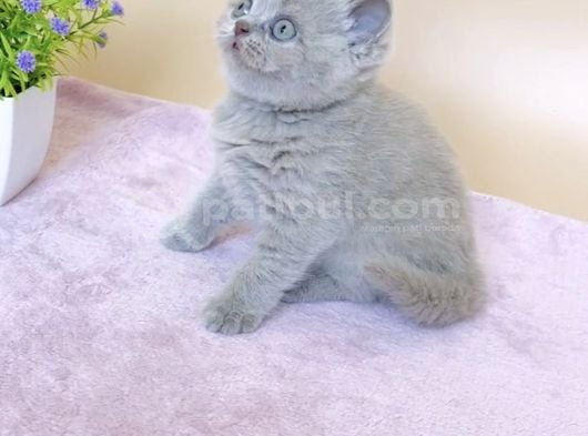 Masum Bebek Lilac British Shorthair görsel